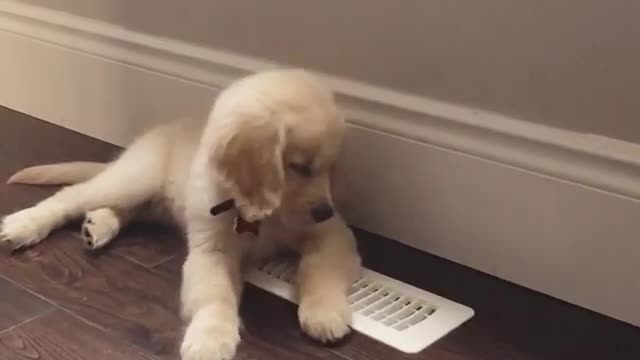 Puppy Cools Off With AC During Hot Summer Days