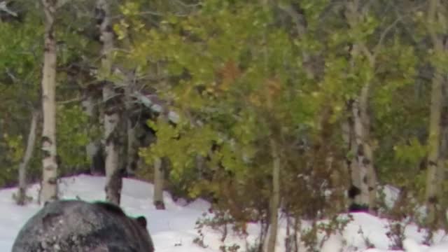 Grizzly Bear Unfazed by Man Recording, Trudges Onward