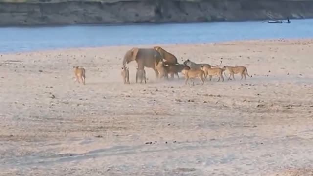 Top 10 Strongest Prey In The Wild - When Prey Fights Back - Prey VS Predator