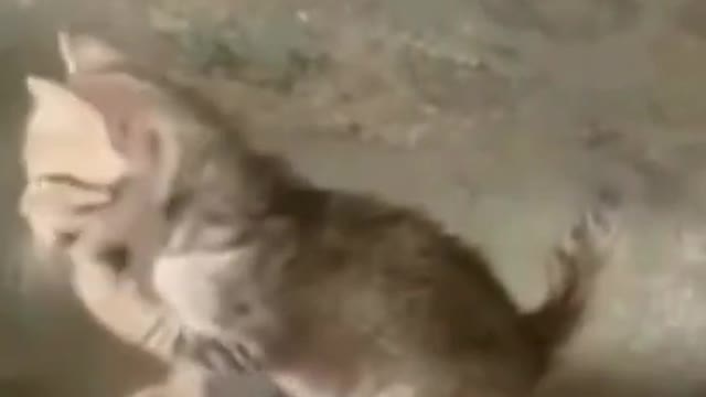 CAT CAT 2 - Funny Cats