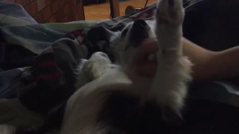 Small dog on couch lifts paw when pet