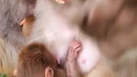 Cute Newborn Monkey Baby