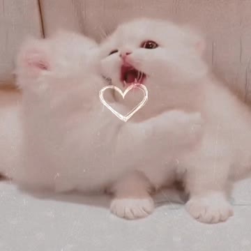 A cat has absolute emotional honesty