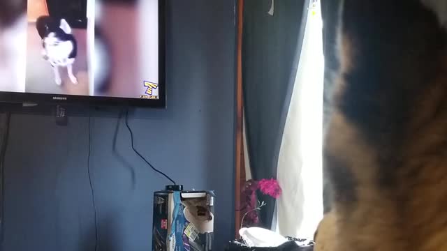 Husky barks at husky compilation video on TV