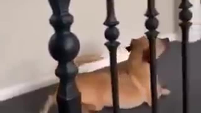 Super Funny Dog Videos 😂LAUGH at FUNNY DOGS 🐶 #18