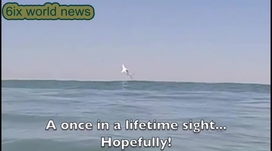 great white shark leaping out of the water