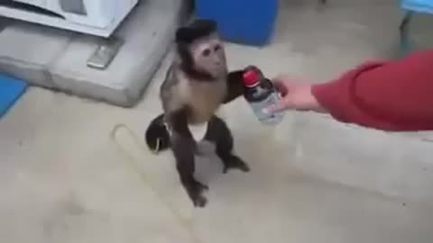 smart monkey