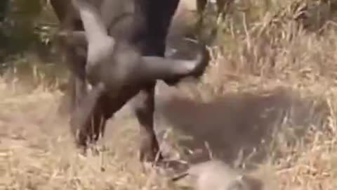 This big bull specializes in bullying small animals. Who will teach him a lesson