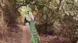 The vibrance of a peacock in flight.