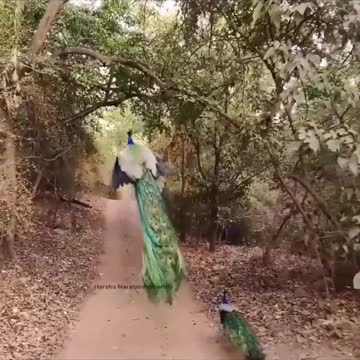 The vibrance of a peacock in flight.