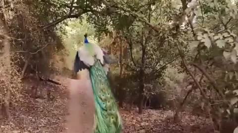 The vibrance of a peacock in flight.