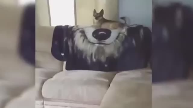 Try not to laugh watching funny animals p1