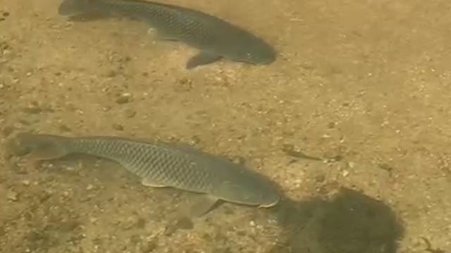 Fishes are floating on the water in a river