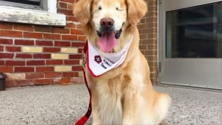 After This Blind Dog Got Surgery To See Again, His Adorable Reaction Touched 14 Million Hearts