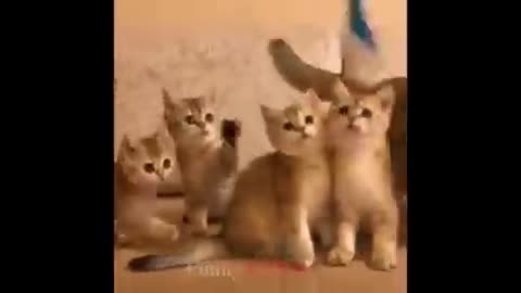 Cute kittens