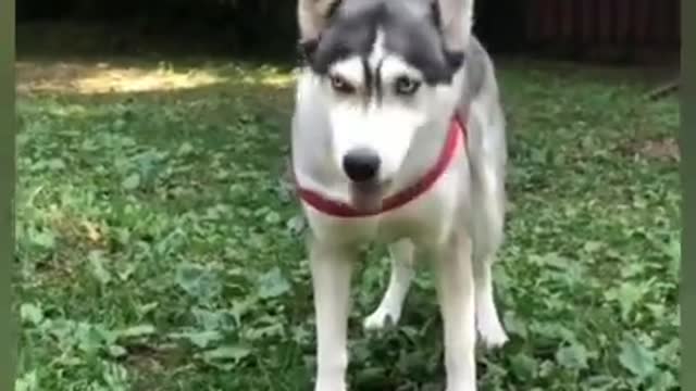 Funny Dog videos ,try not to laugh,