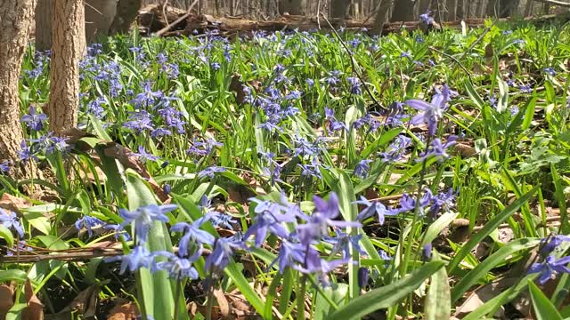 Purple Flowers in Michigan Forest