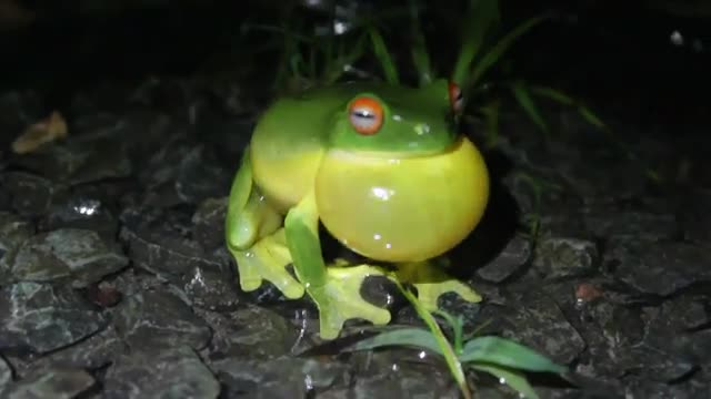 Red-eyed tree frog