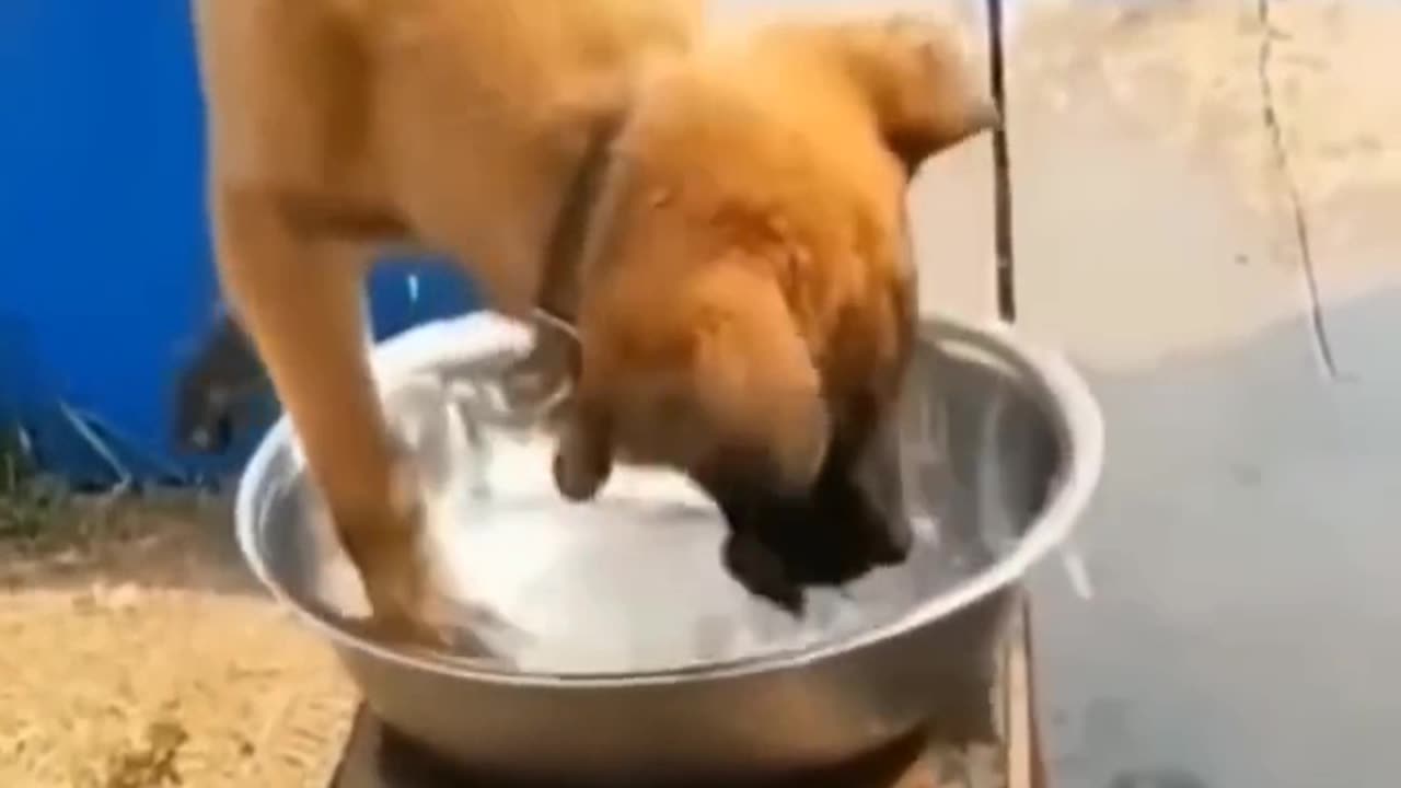 Funny dog drink water 😂🐶