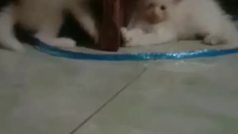 cute and adorable cat#Rasbi