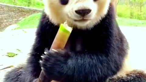 Pandas Are Eating Bamboo Happily