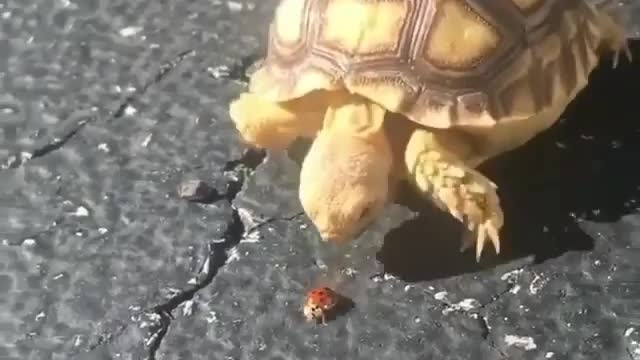 The poor ladybird and the turtle