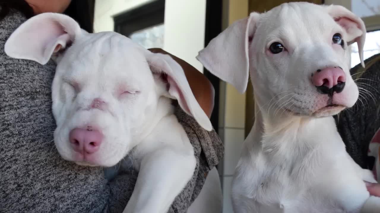 Blind Puppy And Her ‘Seeing-Eye Dog’ Are Looking For Forever Home