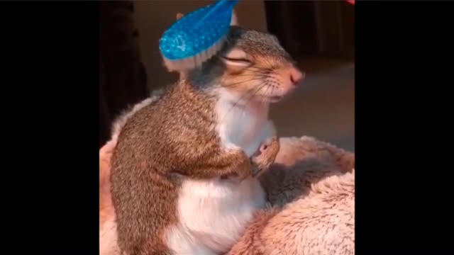 Cute squirrel wants some grooming