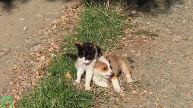 Beautiful Animals | Superb Funny Video | Cats Funny Videos 👈 👶