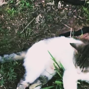 Two cat 🐈 Vs snake 🐍 #minivlog #shorts #video