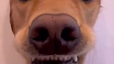 How to draw your dog