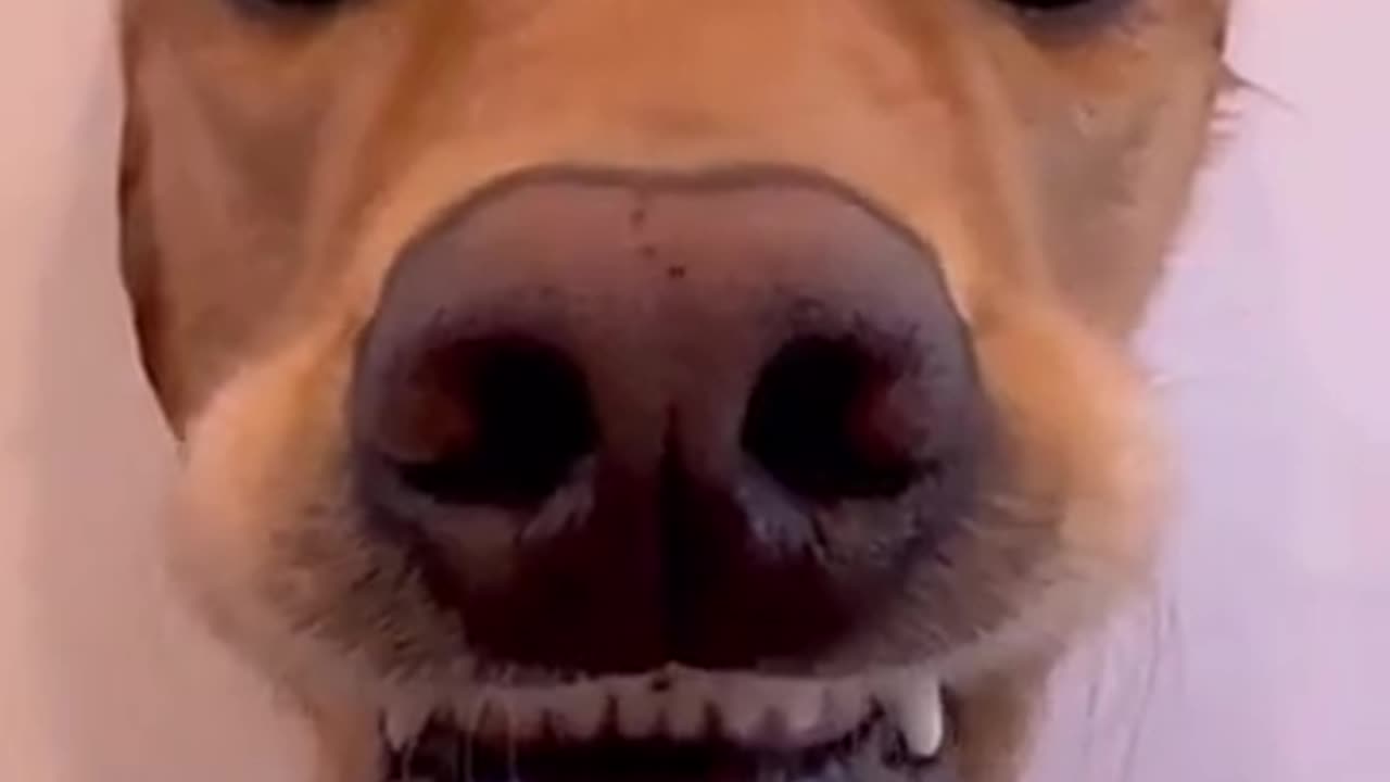 How to draw your dog