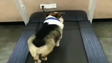 💪🏻🐾GYM TIME 🤣