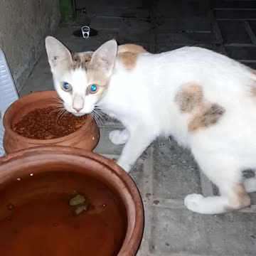 Cat eating in the dark