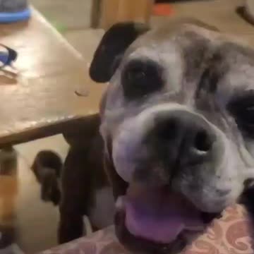 Marley is a good girl