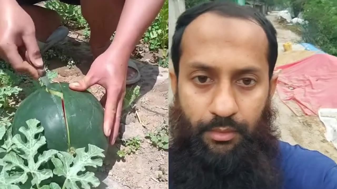 You can eat watermelon in the field.