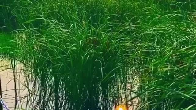 reeds at sunset