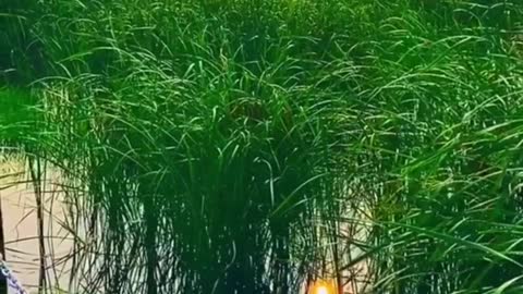 reeds at sunset