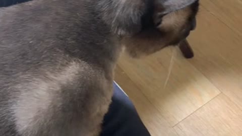 beautiful cat likes to sitting on the lap