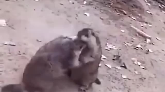 Fighting animais