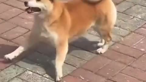 Happy Dog