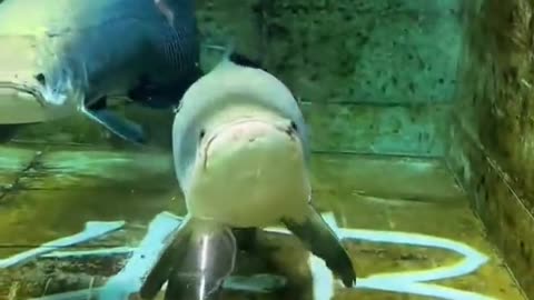 Giant Fish Engulfing Their Food