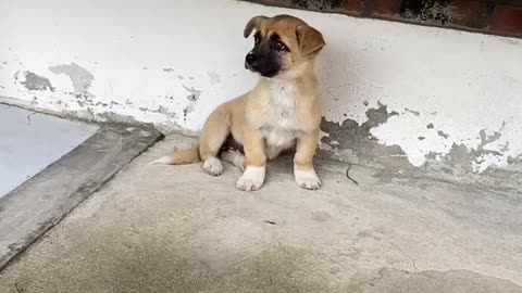 A shy puppi