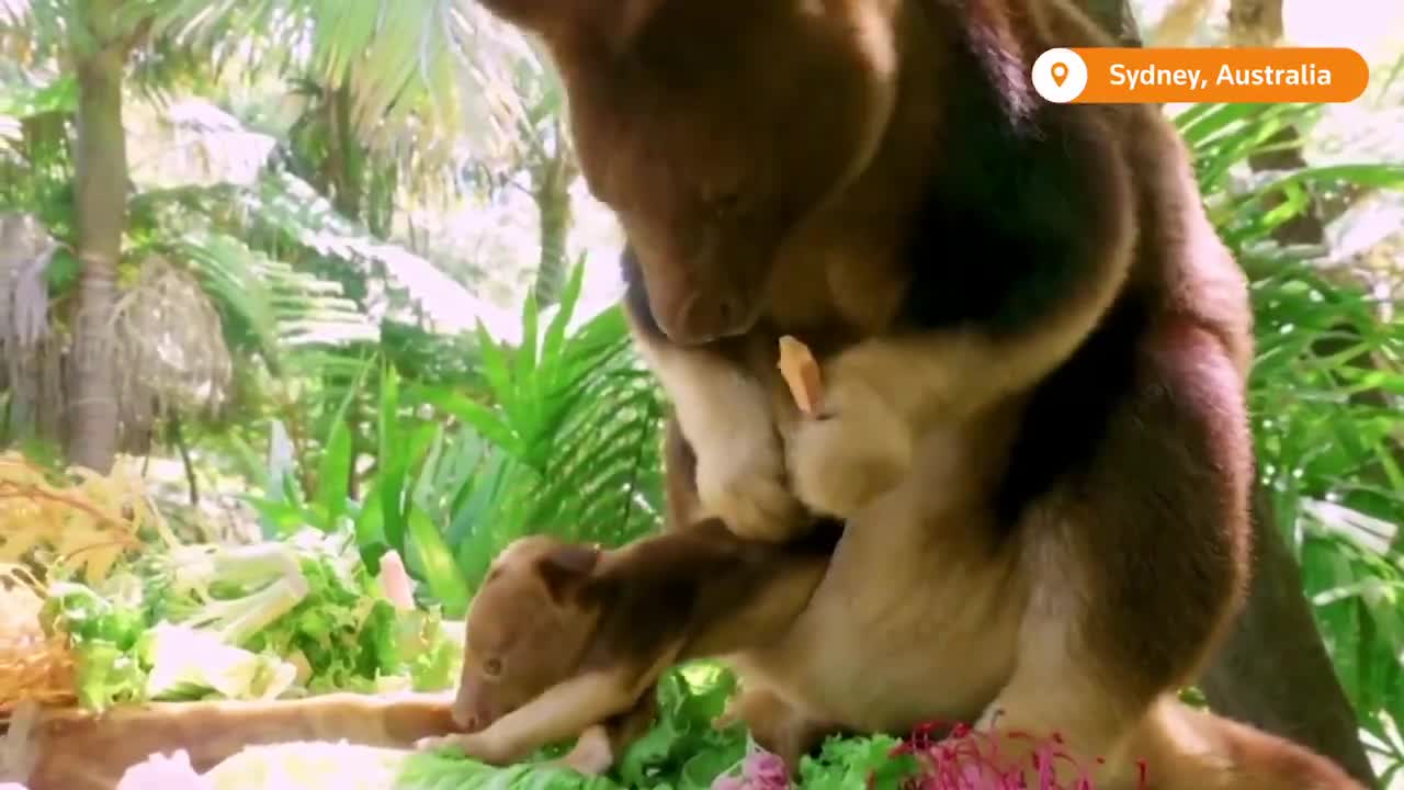 A 28-weeks-old joey Kangaroo takes his first looksTaronga Zoo Sydney.