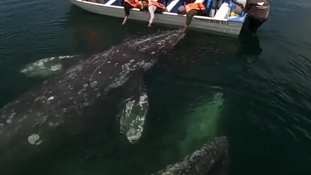 Sharing love with the gentle gray whales in Baja California. 🐋