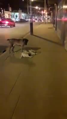 Desolado perrito callejero hace de todo por reanimar a su amigo sin vida en la acera