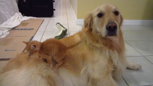 Silly Kitten Slides Off Dog's Back & Gets Sniffed - 3 Weeks Old - Golden Retriever