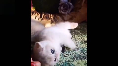 Cute And Funny Pets playing nicely.