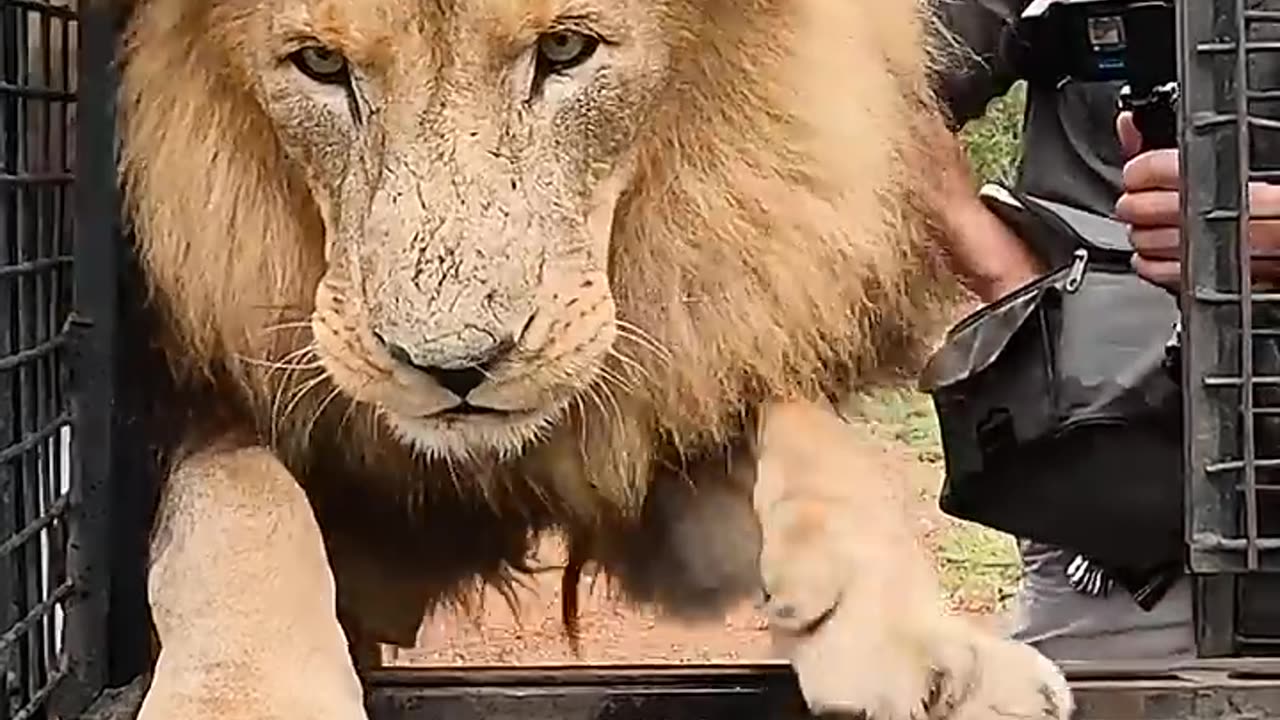 How to Transport LIONS #wildlife #cat #sanctuary