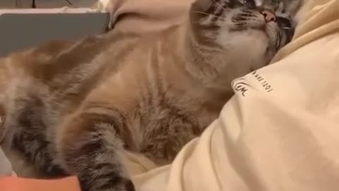 Cutest Kitty Ever!!!!! MUST SEEE